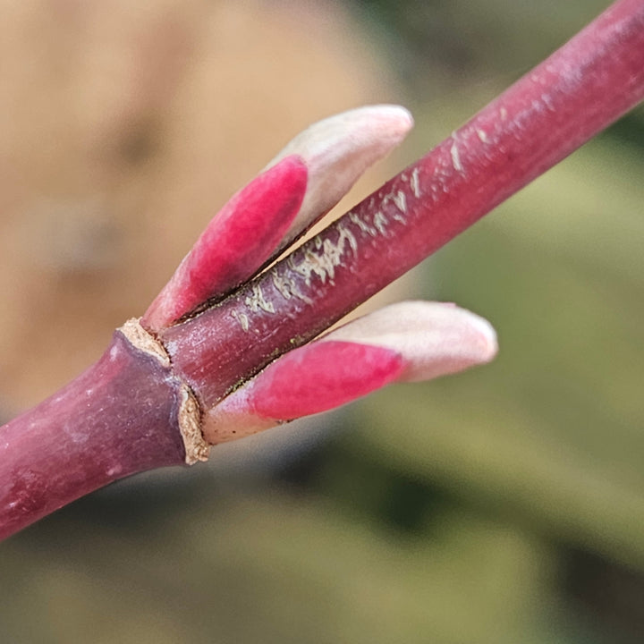 Acer conspicuum 'Flamingo'