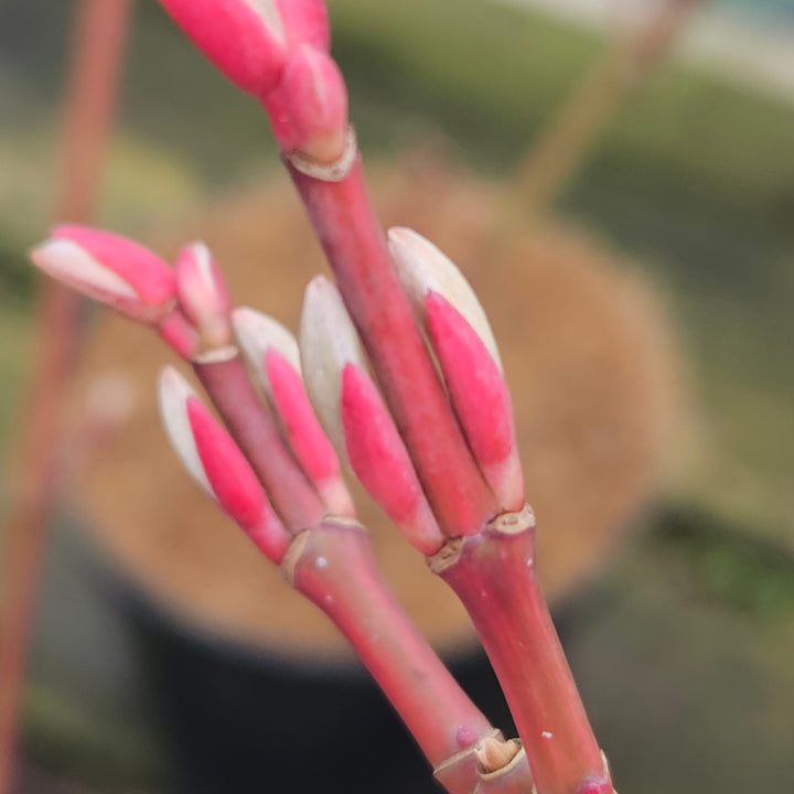 Acer conspicuum 'Flamingo'