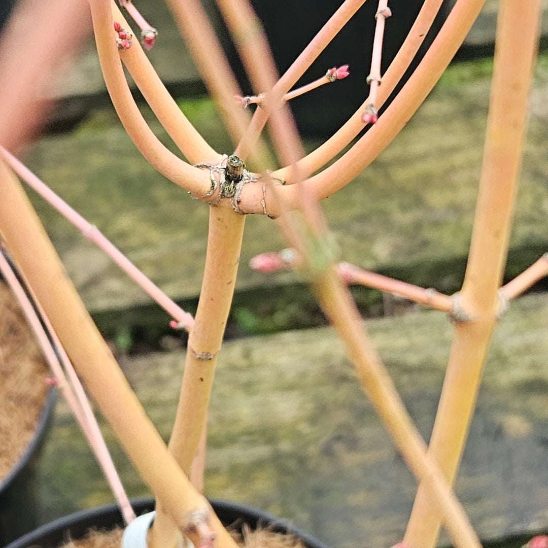 Acer palmatum 'Bihoo'