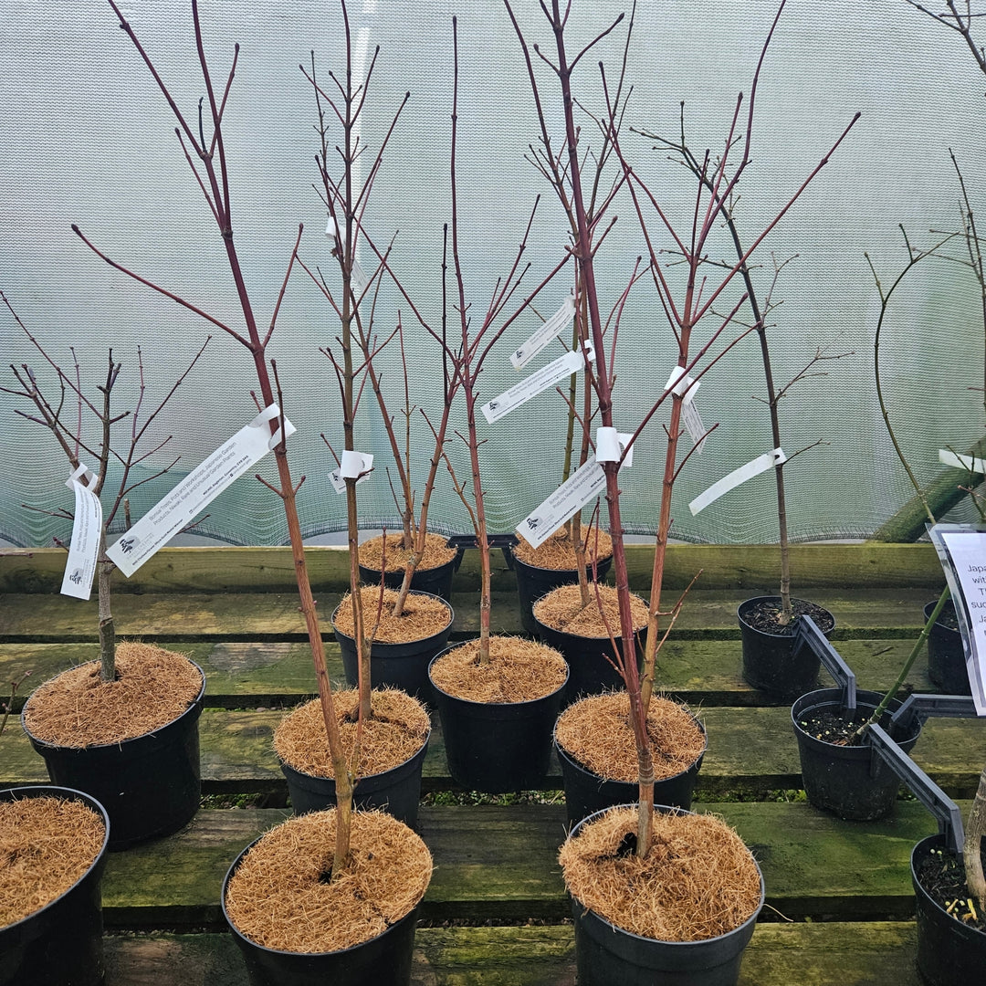 Acer cappadocicum 'Rubrum'