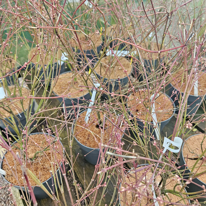 Acer palmatum 'Little Princess'