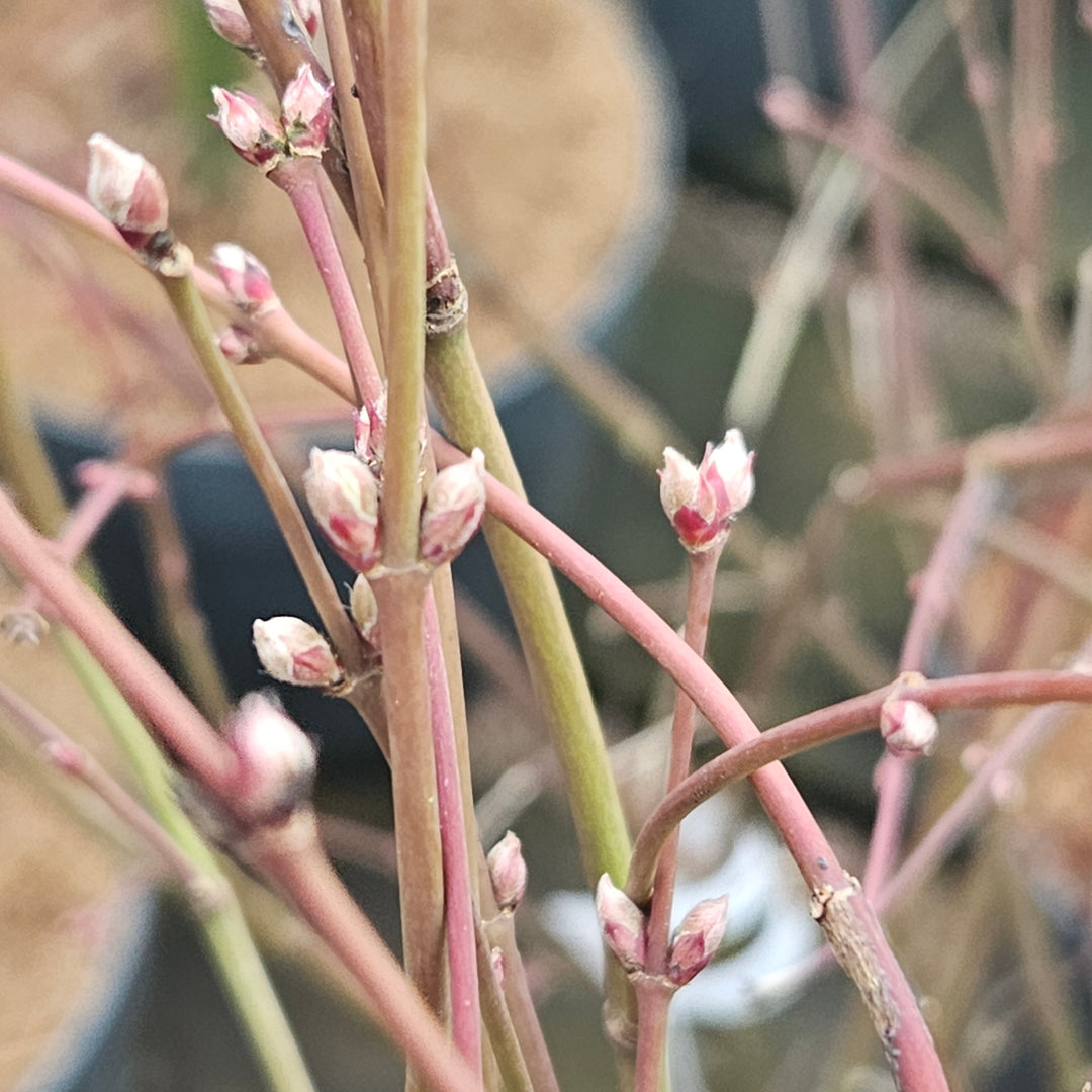 Acer palmatum 'Little Princess'