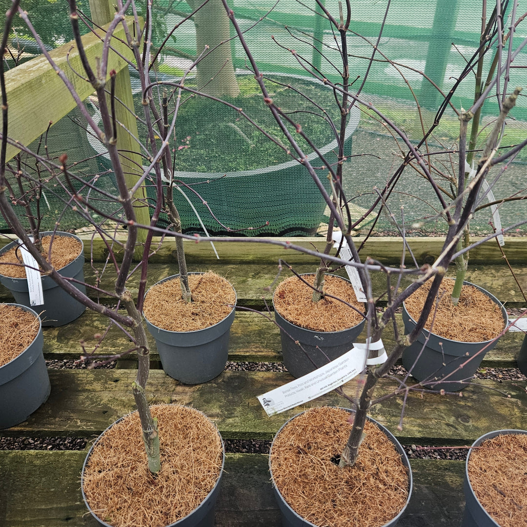 Acer palmatum 'Bloodgood'