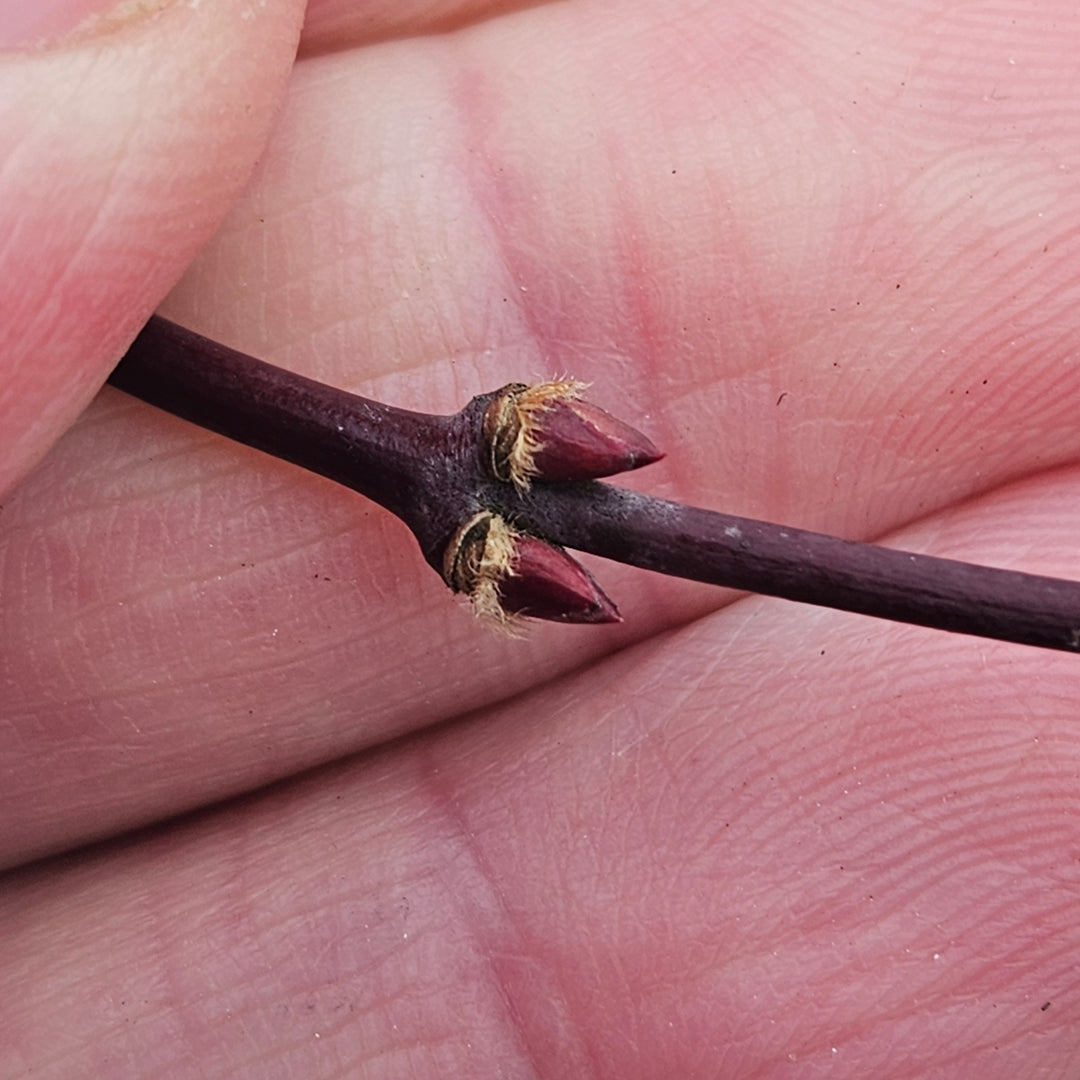 Acer palmatum 'Bloodgood'