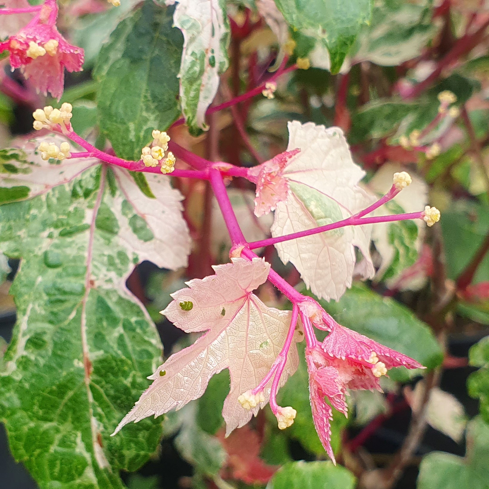 Ampelopsis brevipedunculata 'Elegans' | Garden Wildlife