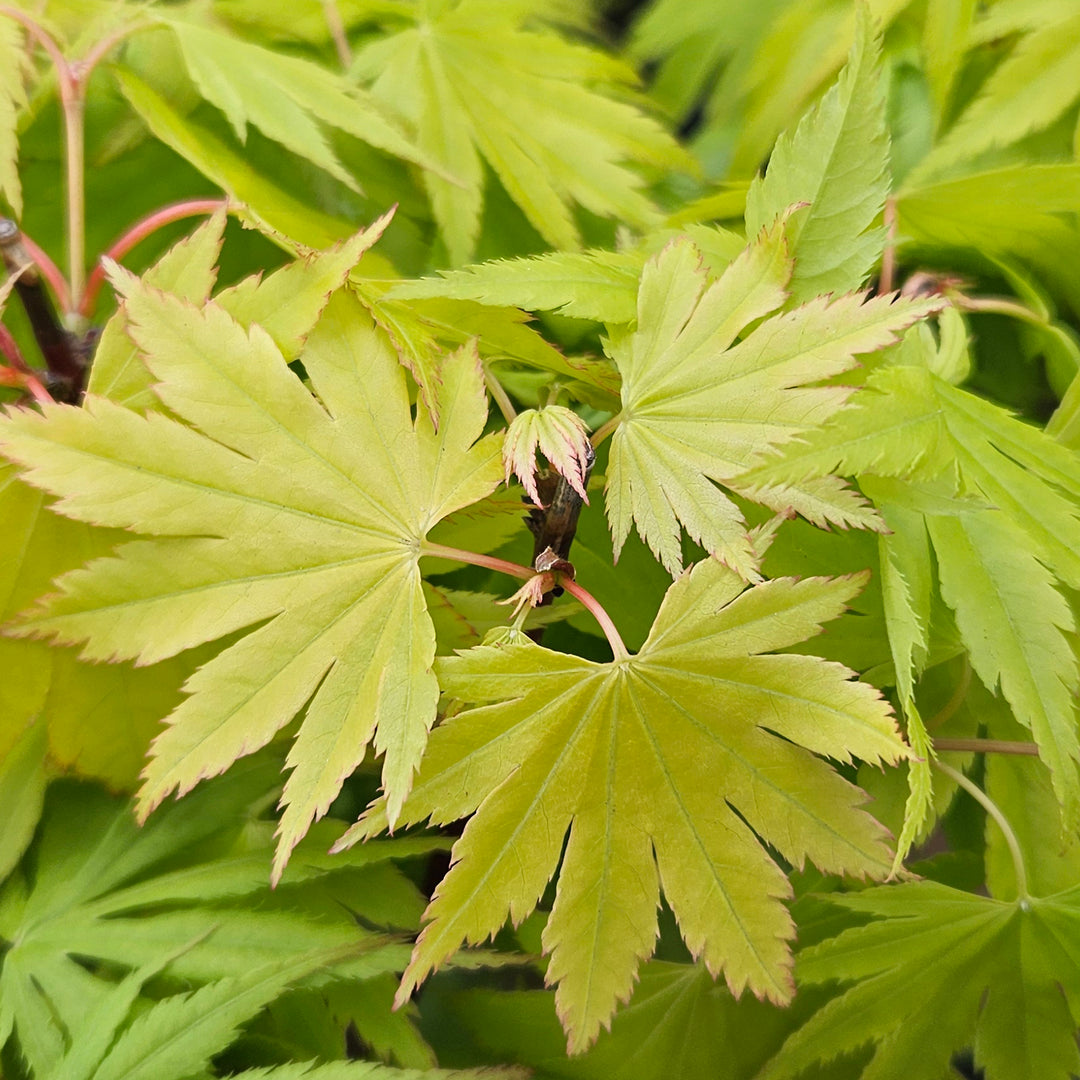 Acer shirasawanum 'Jordan'