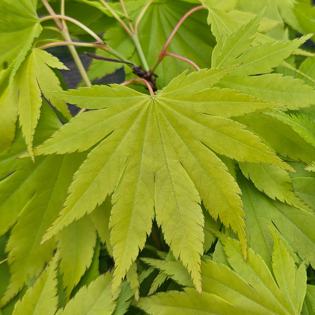 Acer shirasawanum 'Jordan'