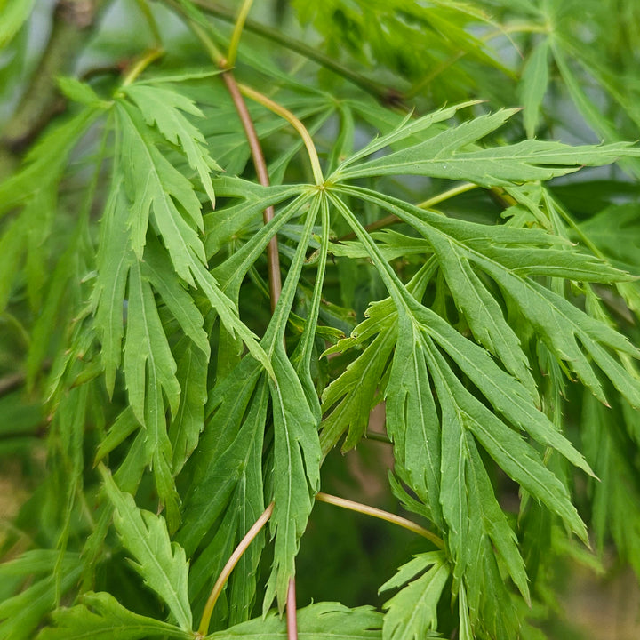 Acer palmatum 'Dissectum'