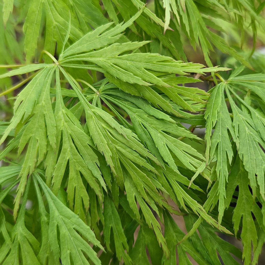 Acer palmatum 'Dissectum'