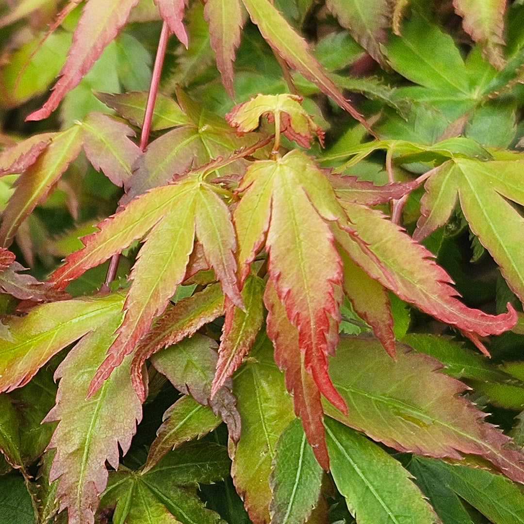 Acer palmatum 'Little Princess'