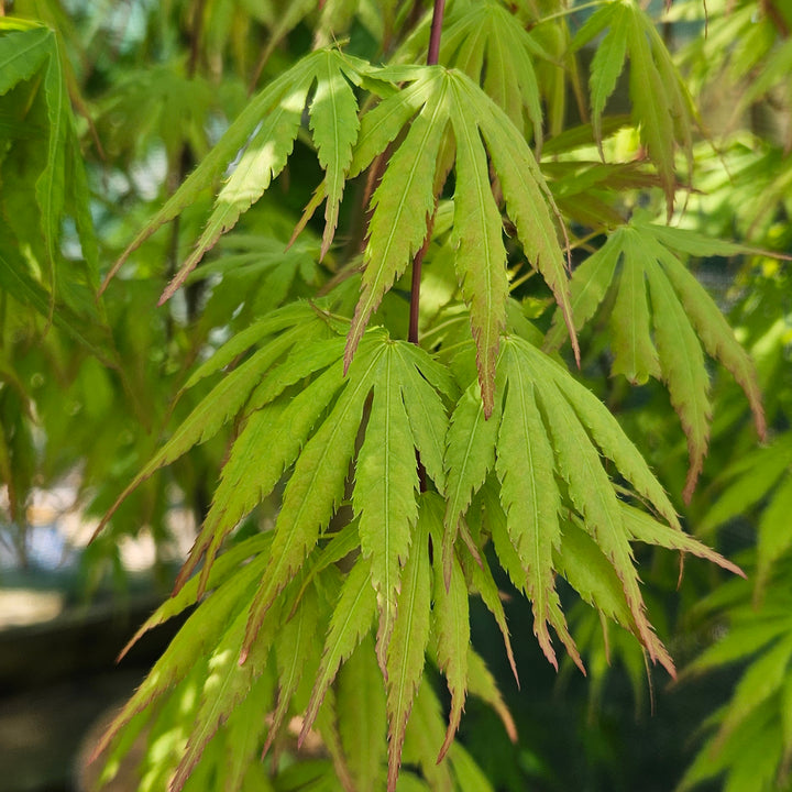 Acer palmatum 'Cascade Emerald'