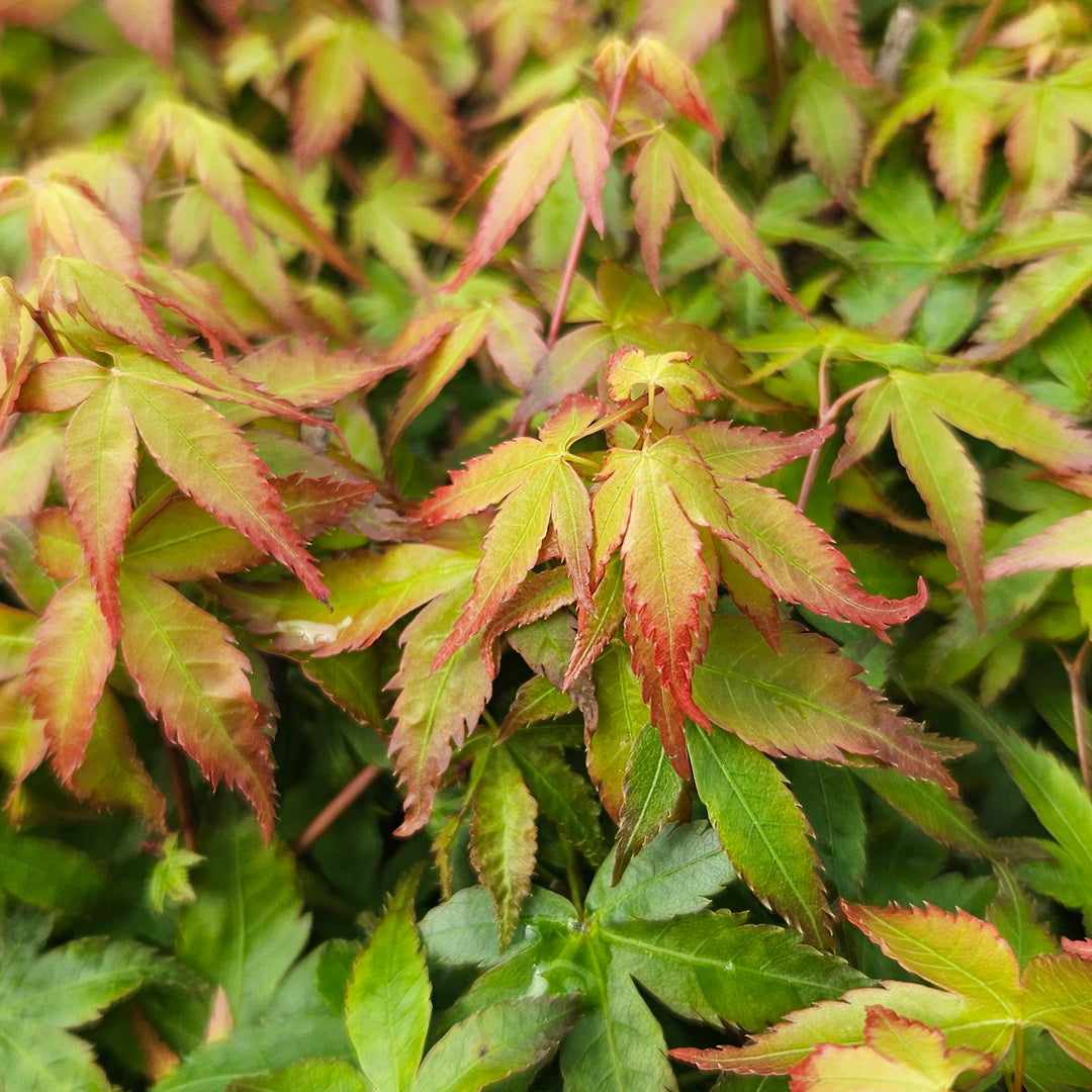 Acer palmatum 'Little Princess'