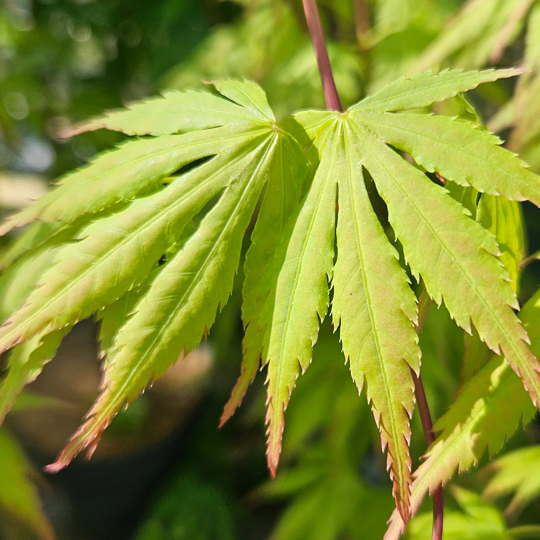 Acer palmatum 'Cascade Emerald'