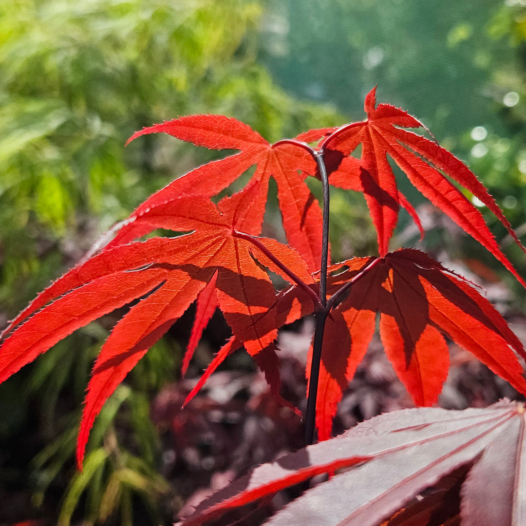 Acer palmatum 'Bloodgood'