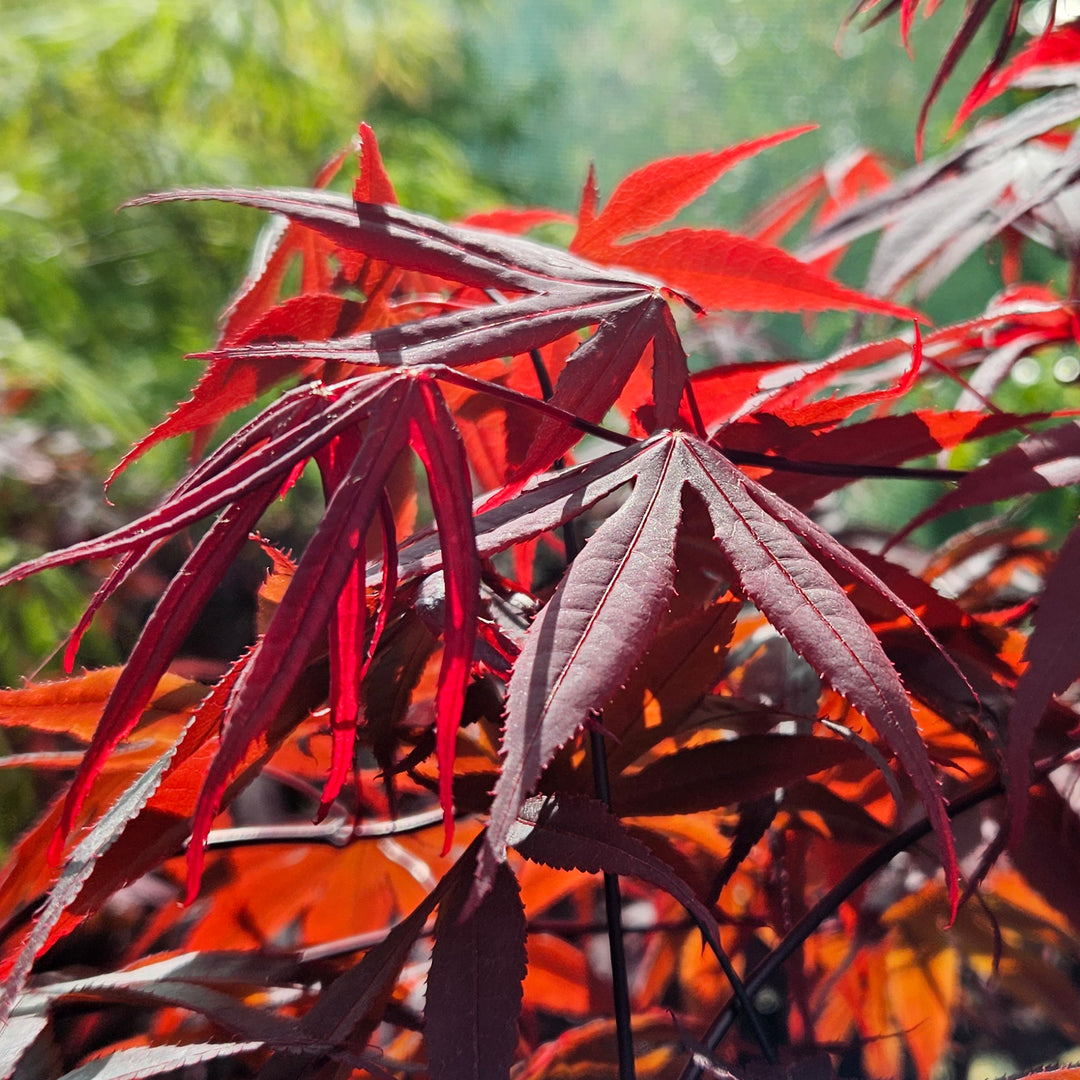 Acer palmatum 'Bloodgood'