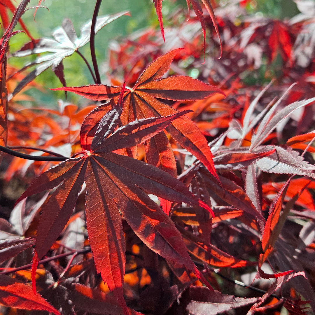 Acer palmatum 'Bloodgood'