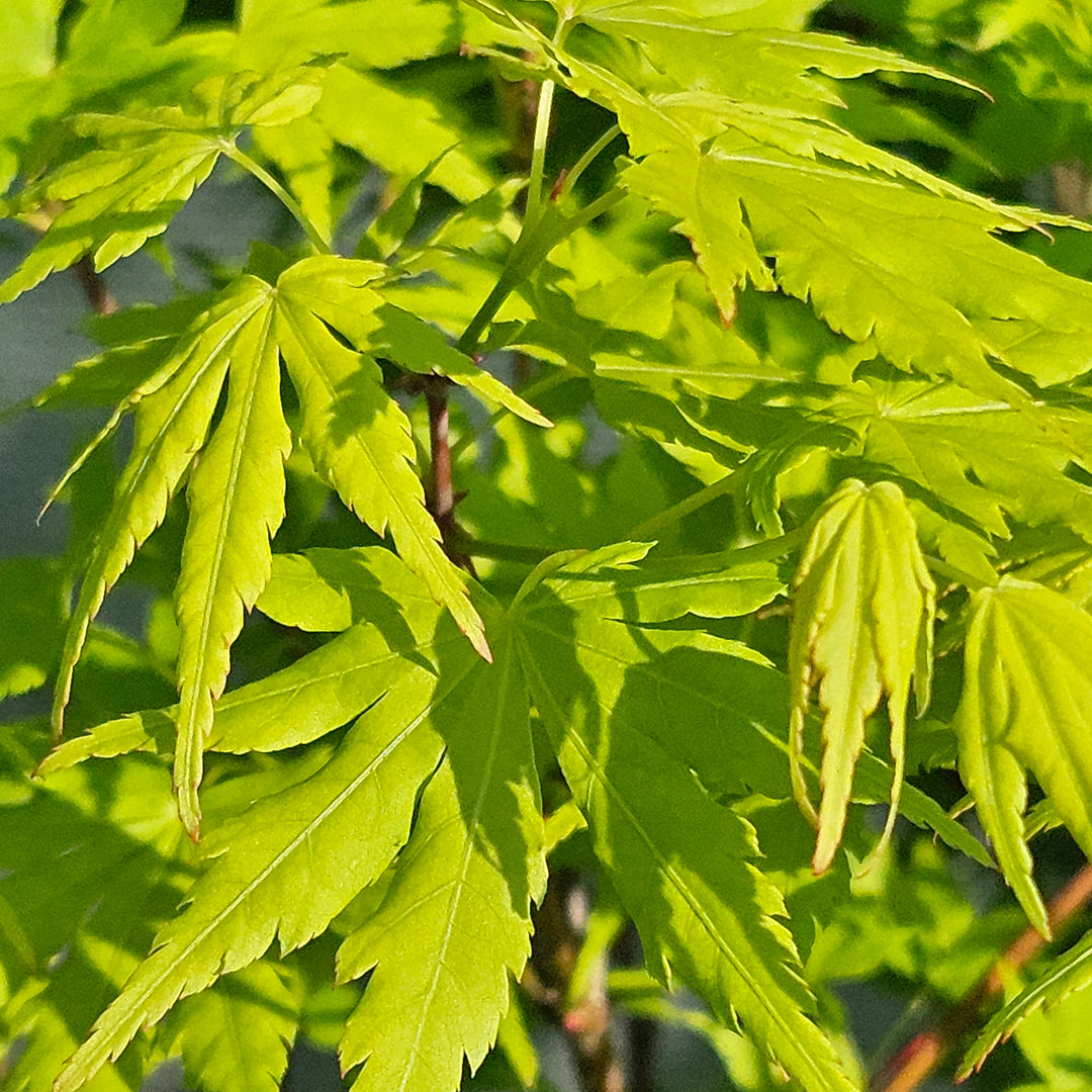 Acer palmatum 'Going Green'