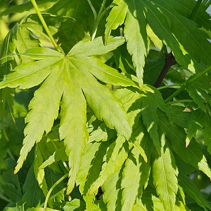 Acer palmatum 'Going Green'