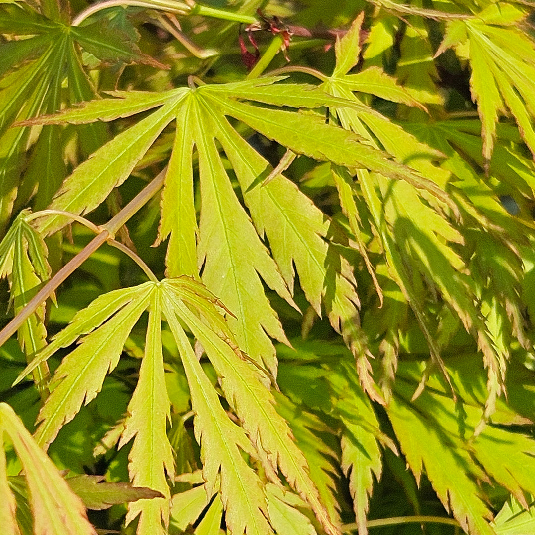 Acer palmatum 'Orange Lace'