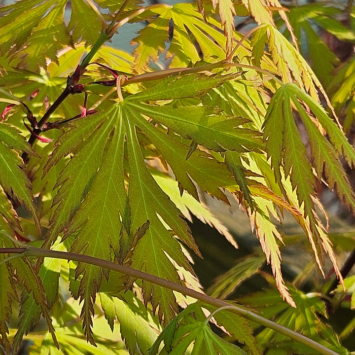 Acer palmatum 'Orange Lace'