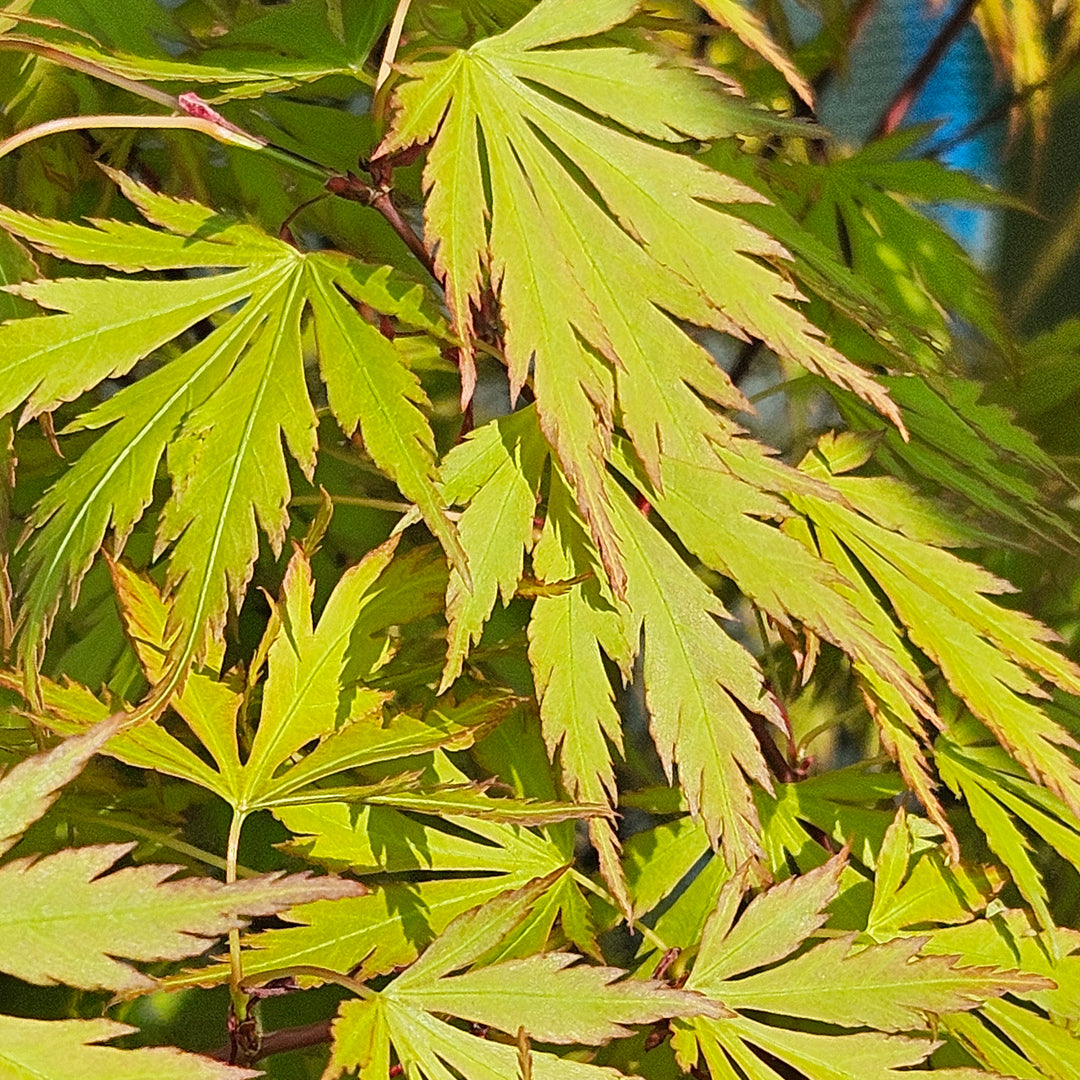 Acer palmatum 'Orange Lace'