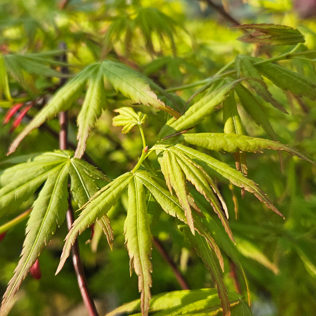 Acer palmatum 'Ryusen'