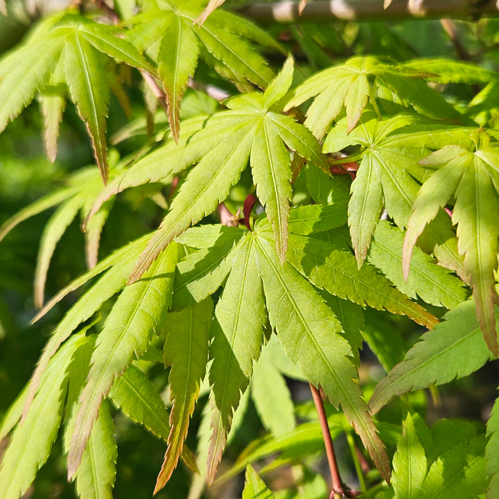 Acer palmatum 'Ryusen'