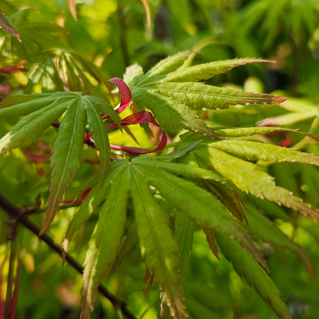 Acer palmatum 'Ryusen'