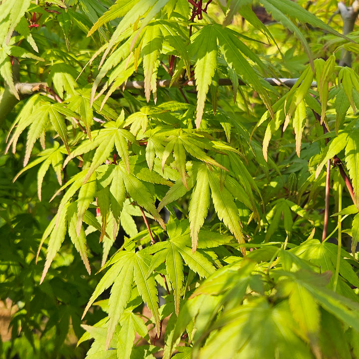 Acer palmatum 'Ryusen'