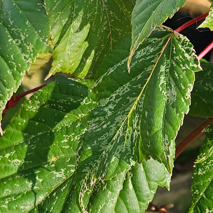 Acer conspicuum 'Flamingo'