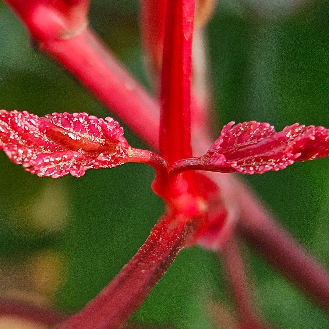 Acer conspicuum 'Flamingo'