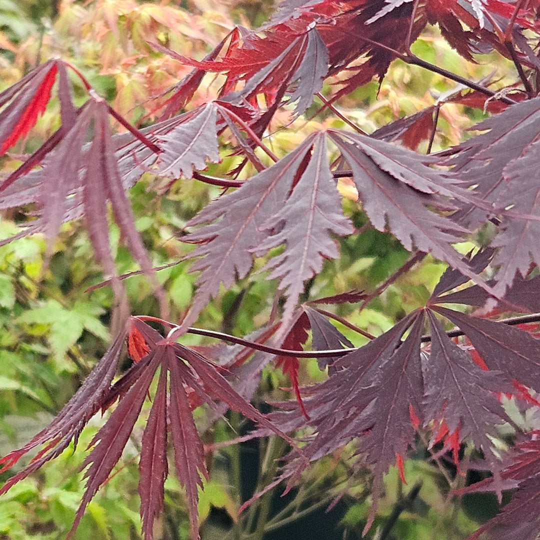 Acer palmatum 'Black Lace'