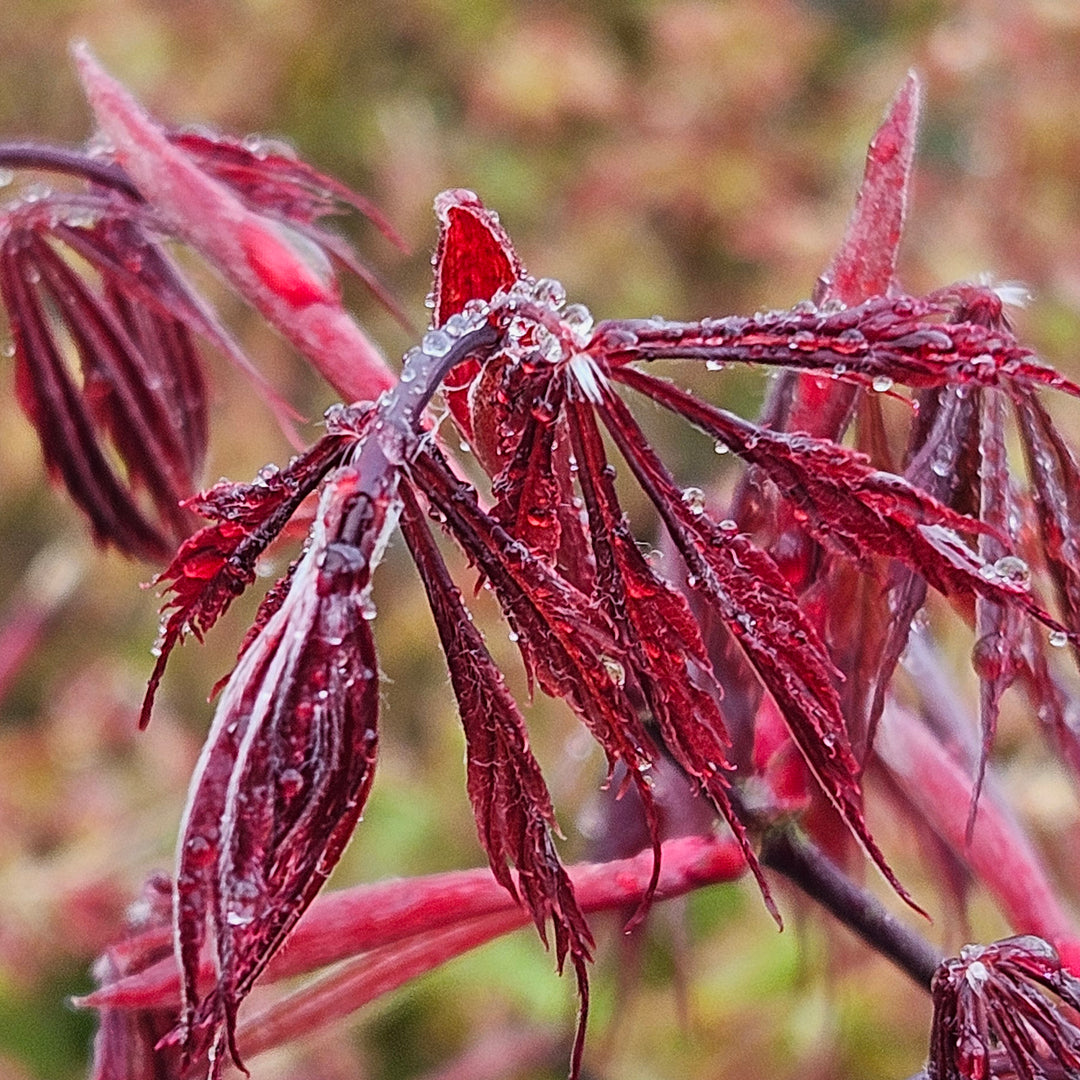 Acer palmatum 'Black Lace'