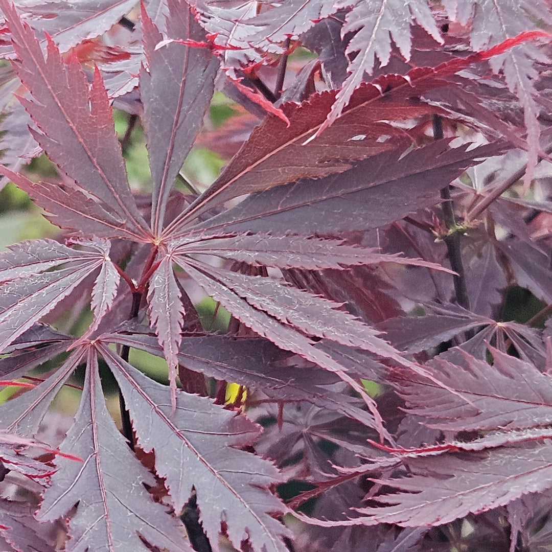 Acer palmatum 'Black Lace'