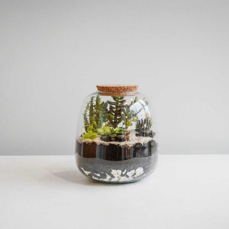 Ivyline Bowl Shape Terrarium DIY Kit