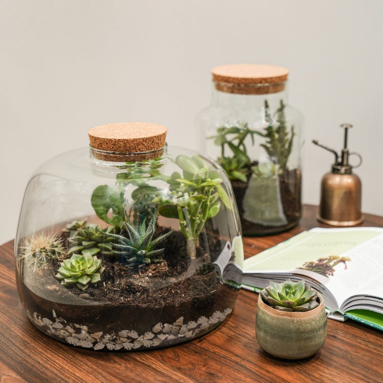 Ivyline Bowl Shape Terrarium DIY Kit