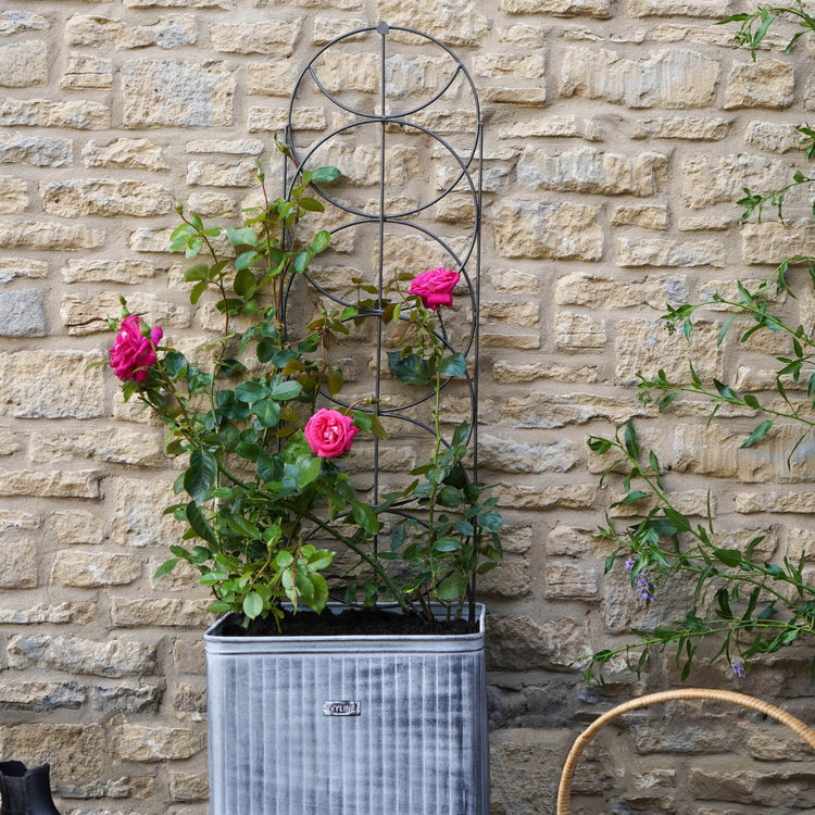 Ivyline Outdoor Cylinder Trellis