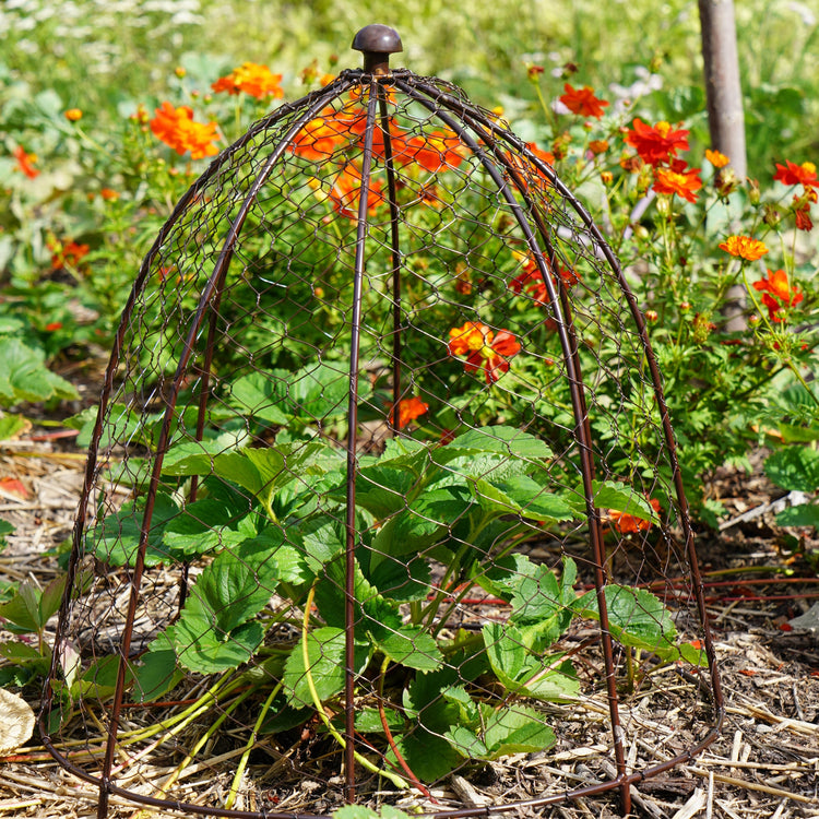 Ivyline Outdoor Wire Netted Plant Protector