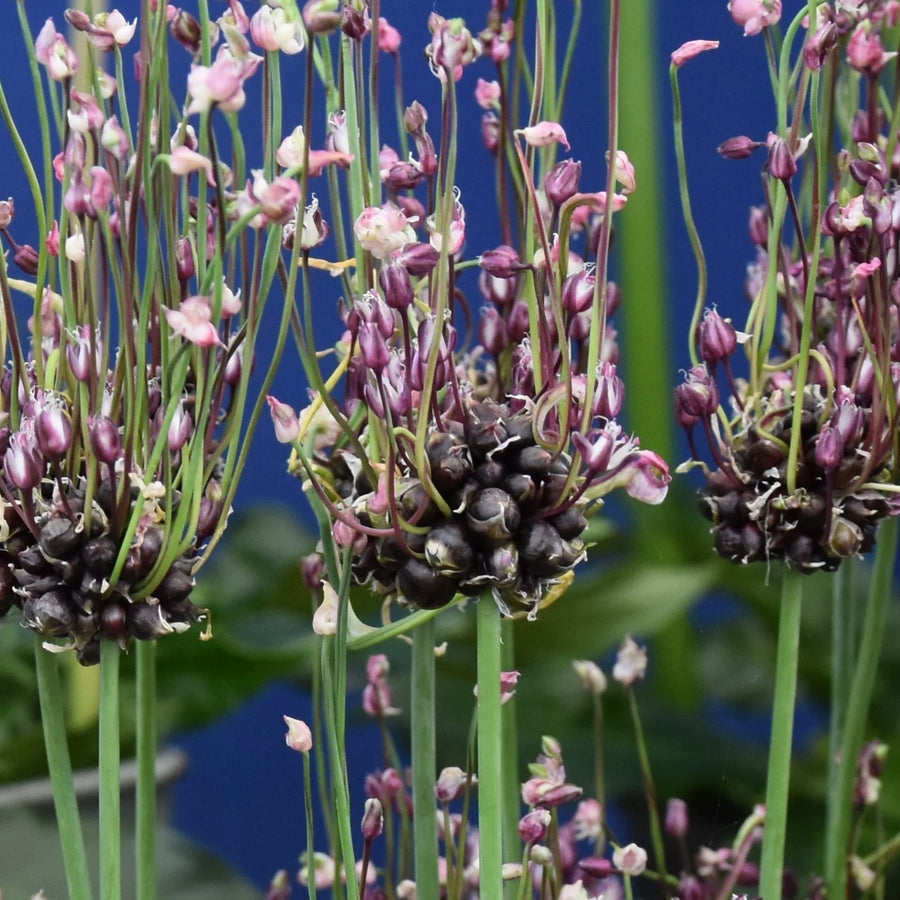 Allium scorodoprasum 'Art' Bulbs