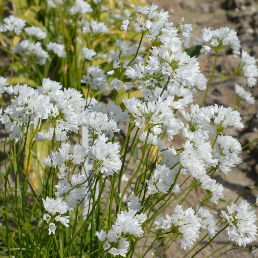 Allium zebdanense (Lebanon Onion) Bulbs
