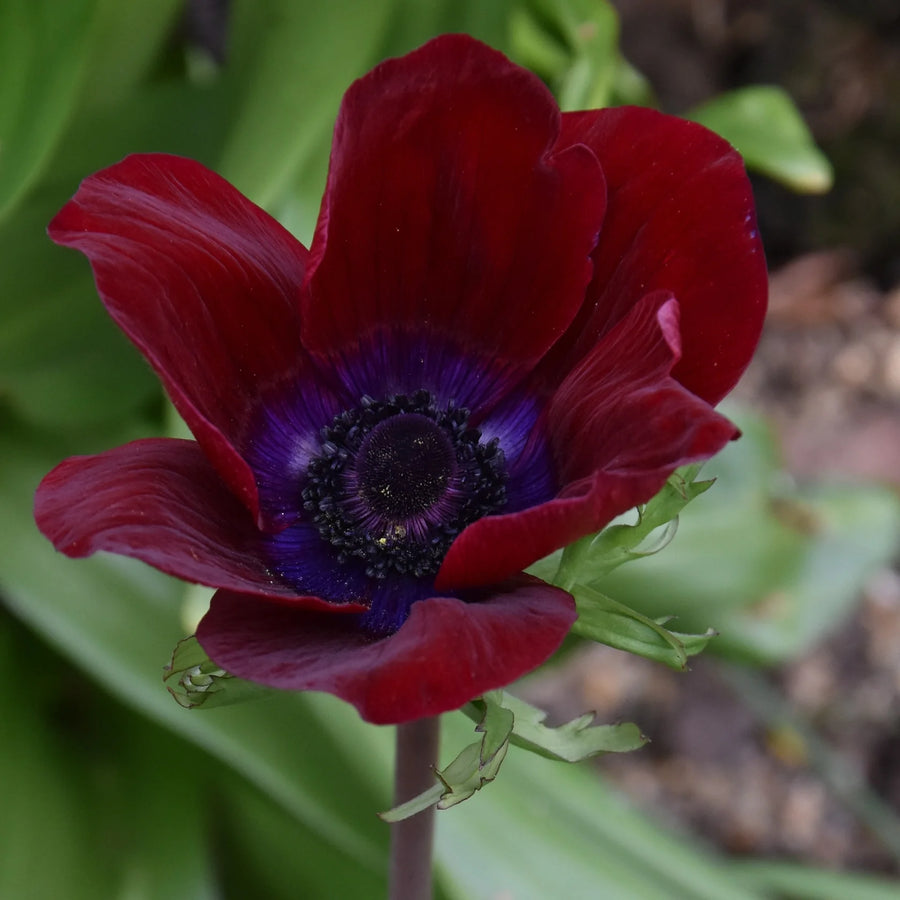 Anemone 'Galilee Bordeaux'