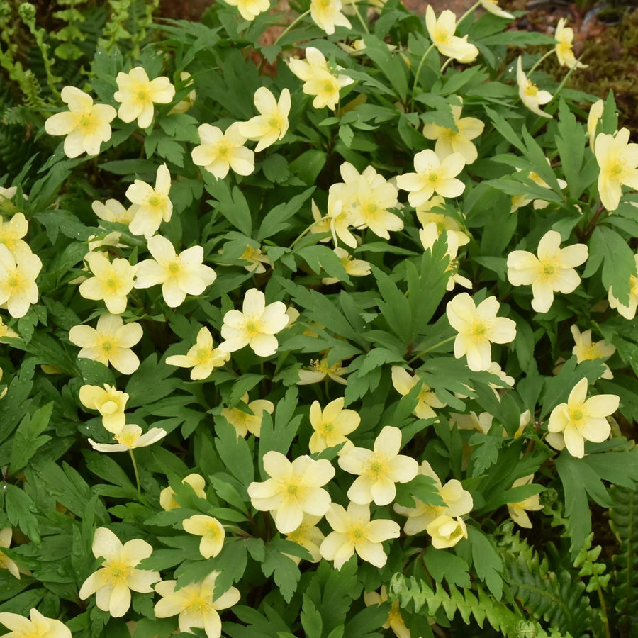 Anemone x lipsiensis (Yellow Wood Anemone) Corms