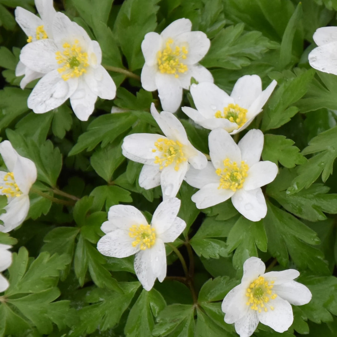 Anemone nemorosa 'Lychette' Corms