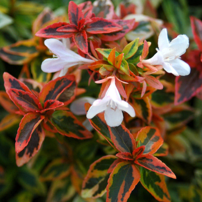 Abelia × grandiflora 'Kaleidoscope'
