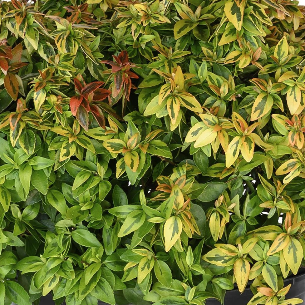 Abelia × grandiflora 'Kaleidoscope'