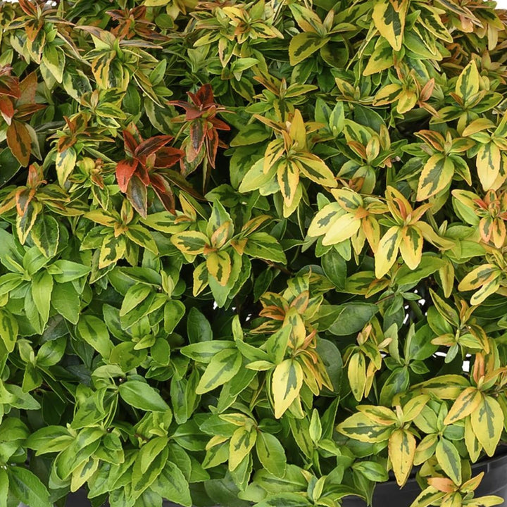 Abelia × grandiflora 'Kaleidoscope'