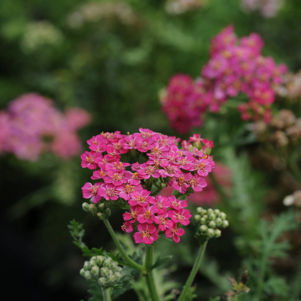 Achillea millefolium 'New Vintage Rose'