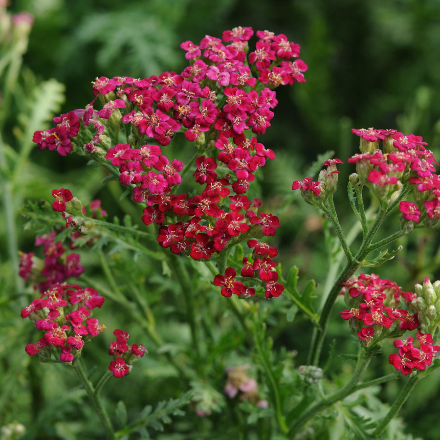 Achillea millefolium 'New Vintage Red'