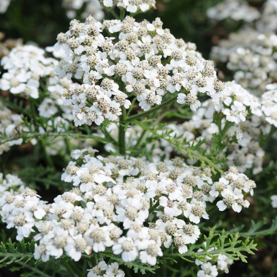 Achillea millefolium 'New Vintage White'