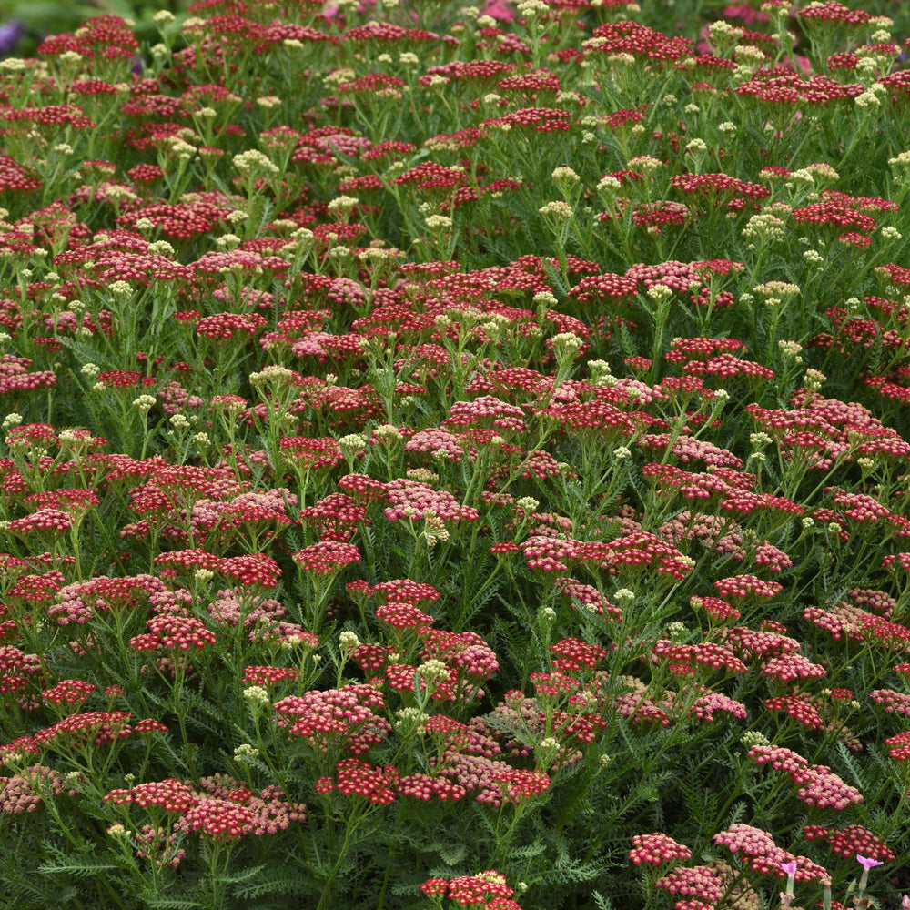 Achillea millefolium 'New Vintage Red'